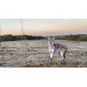 Montana Song Dog Coyote Decoy