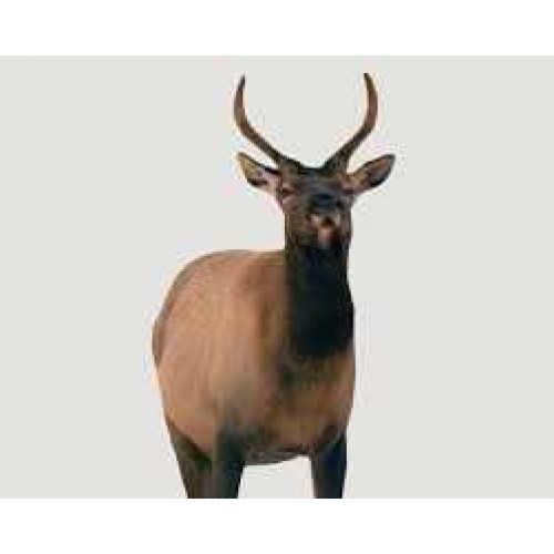 Montana Decoy - Spike Elk