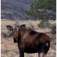 Montana Moose II Decoy - Actual Photo of a Wild Moose